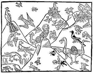 Kulturkoncept, birds